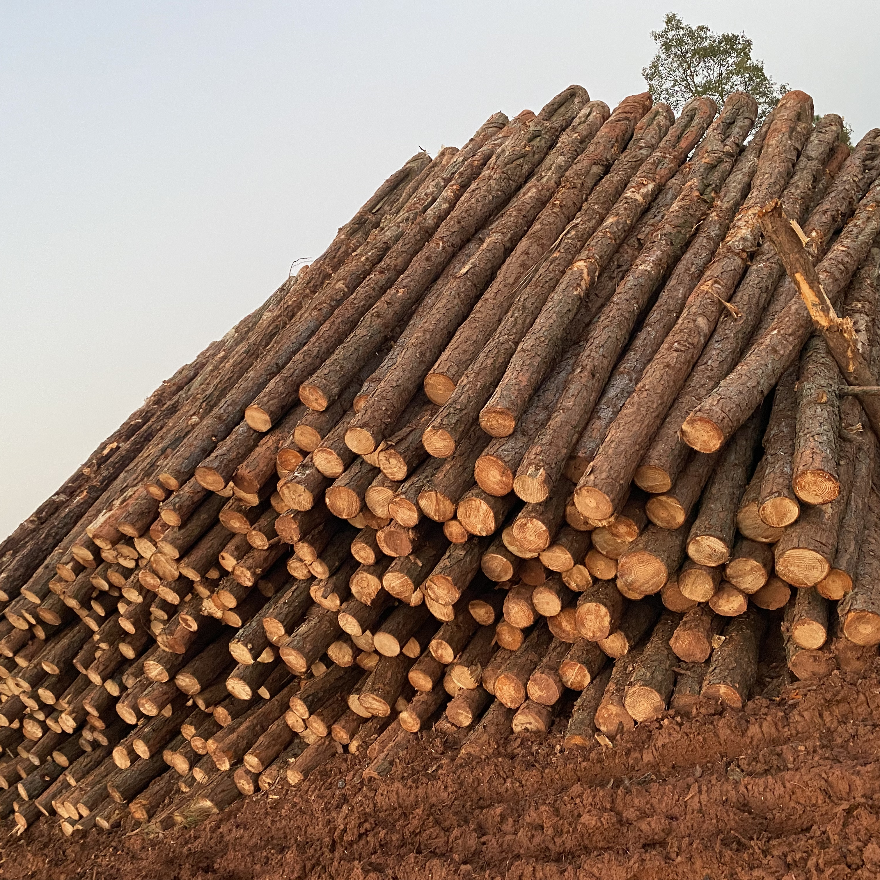 松木樁廠家泓樺錦嘉-松木樁施工后出現(xiàn)松動(dòng)怎么加固？